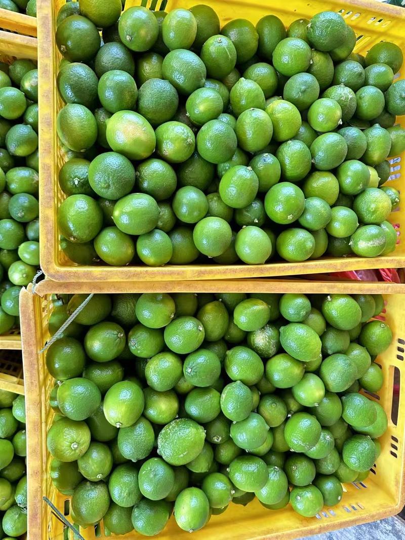 【精选】越南无籽青柠檬大量上市产地直发可零售可批发