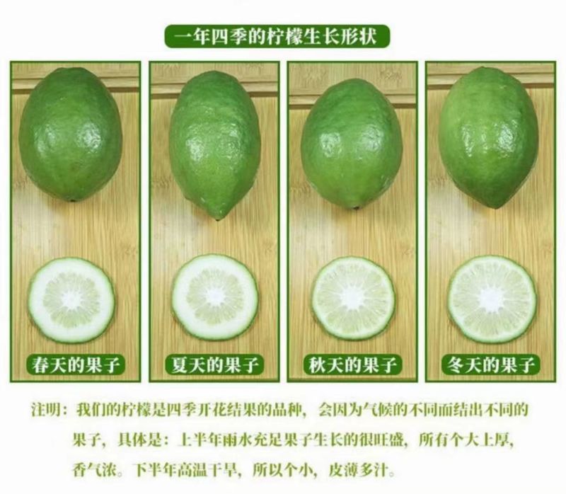 【推荐】广东香水柠檬自产自销可供奶茶店零售批发全国发货
