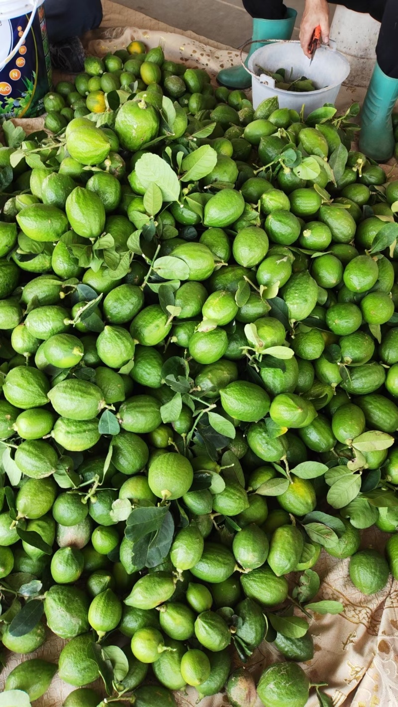 【推荐】广东香水柠檬自产自销可供奶茶店零售批发全国发货