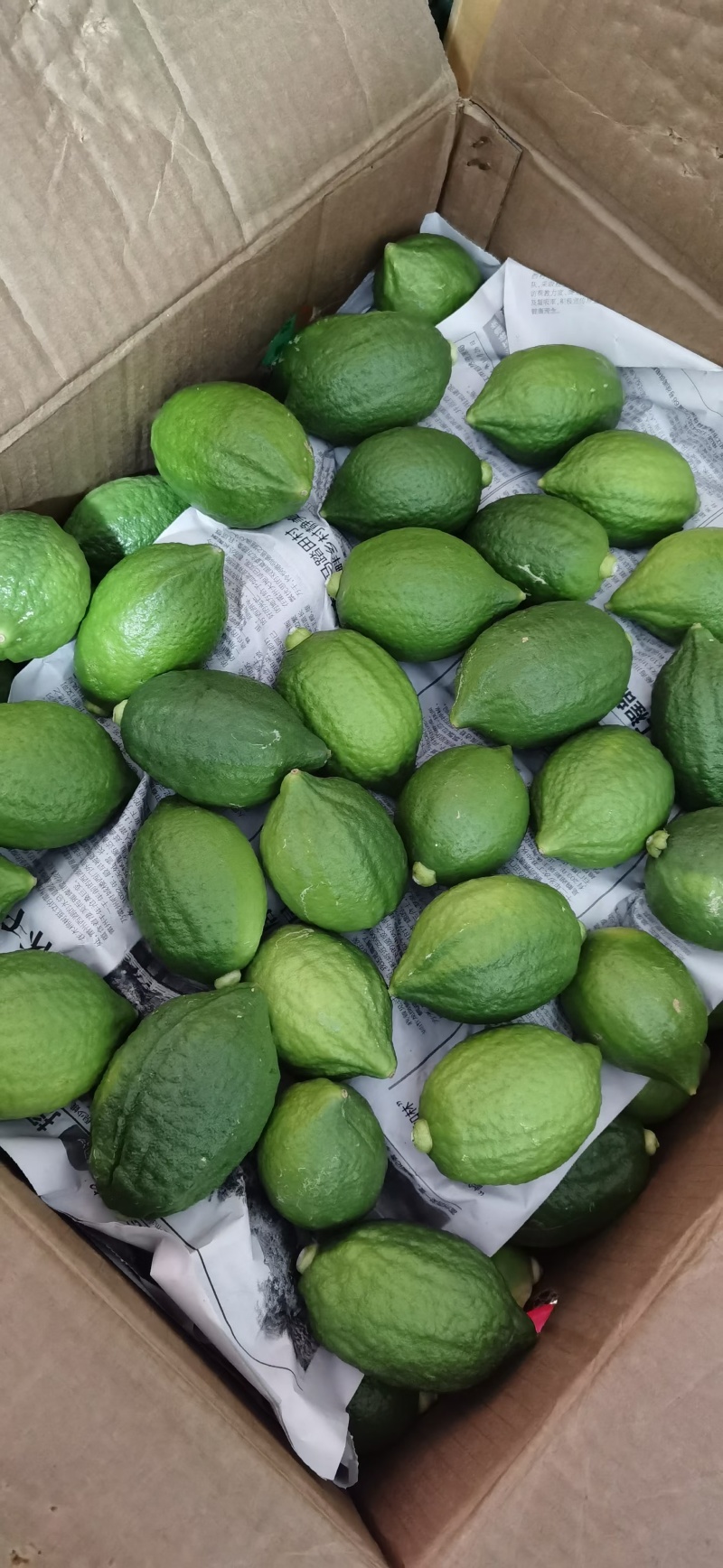 【推荐】广东香水柠檬自产自销可供奶茶店零售批发全国发货