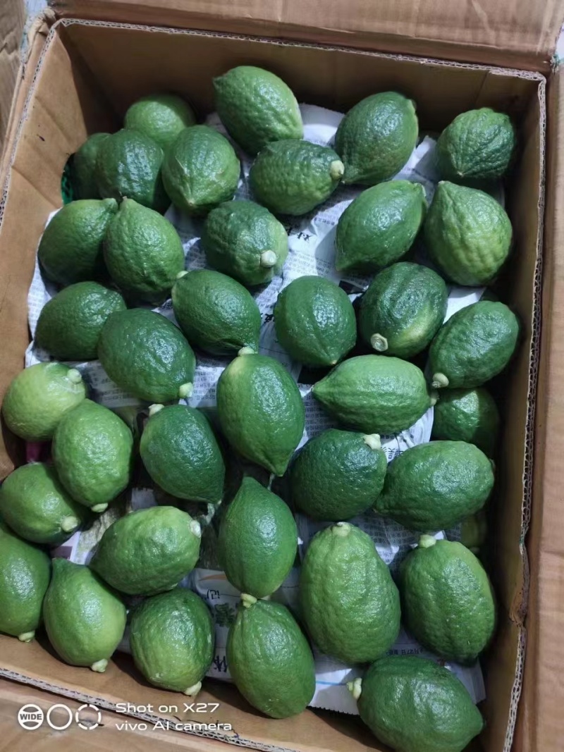 【推荐】广东香水柠檬自产自销可供奶茶店零售批发全国发货