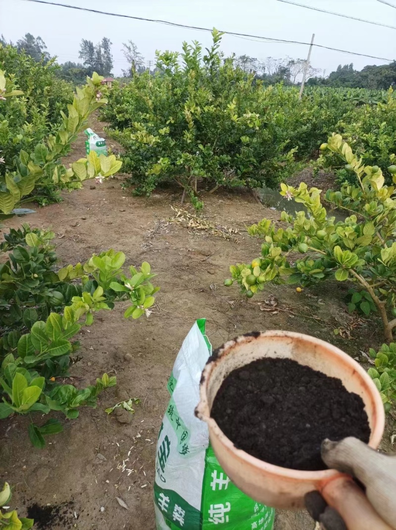 【推荐】广东香水柠檬自产自销可供奶茶店零售批发全国发货