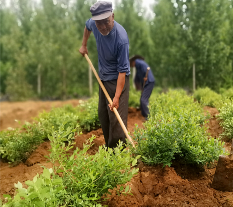 蓝莓树果苗奥尼尔大果蓝莓苗兔眼经典薄雾蓝莓苗盆栽地栽