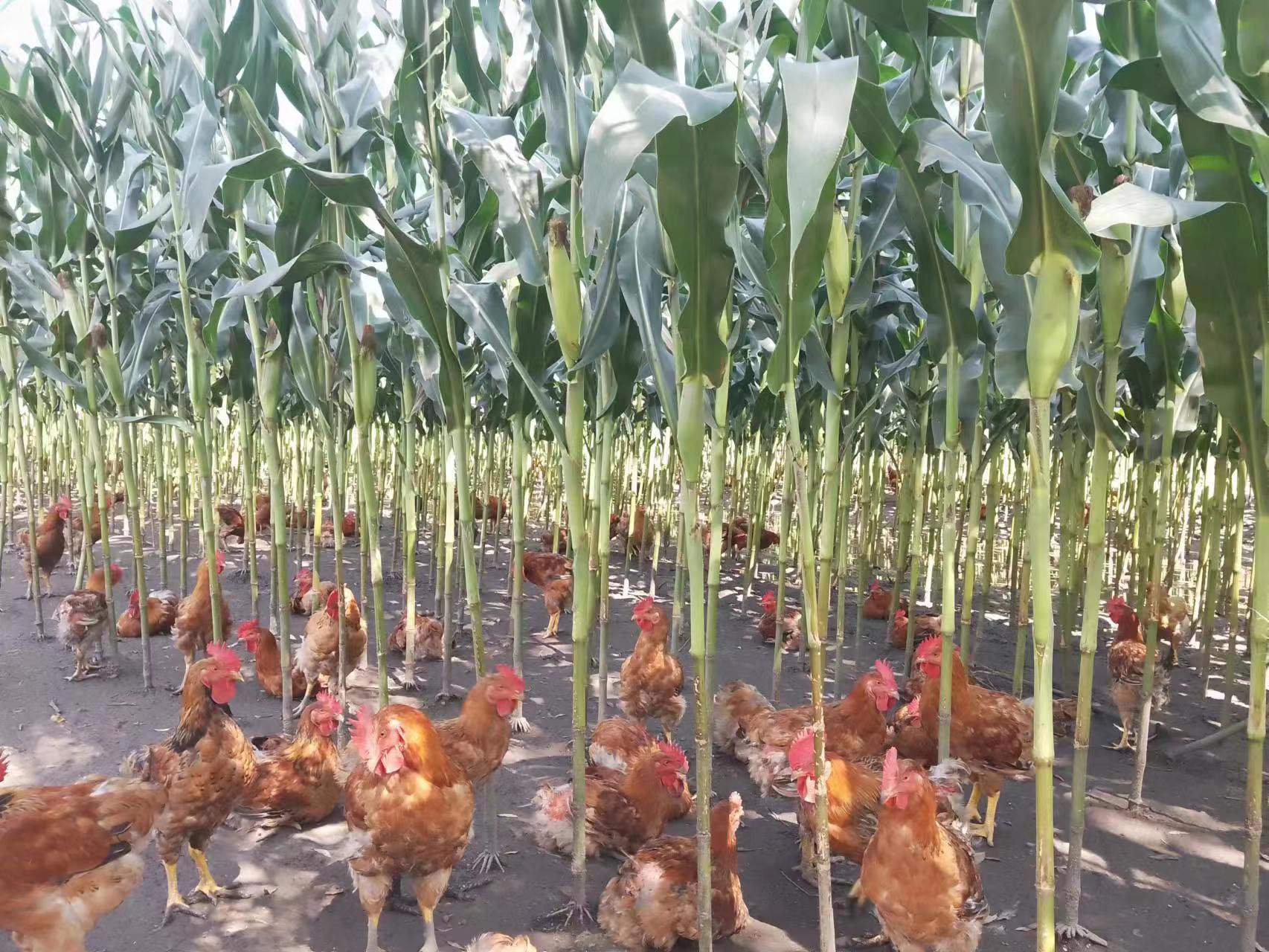 散养土鸡在玉米地中觅食