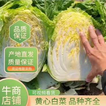 山东平度黄心大白菜货源充足现货速发价优