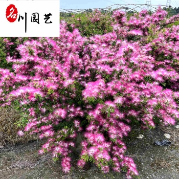 供应香水合欢杯苗工程苗香水合欢优惠价花境花坛布置