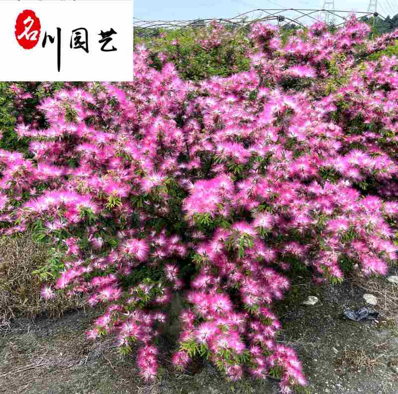 供应香水合欢杯苗工程苗香水合欢优惠价花境花坛布置