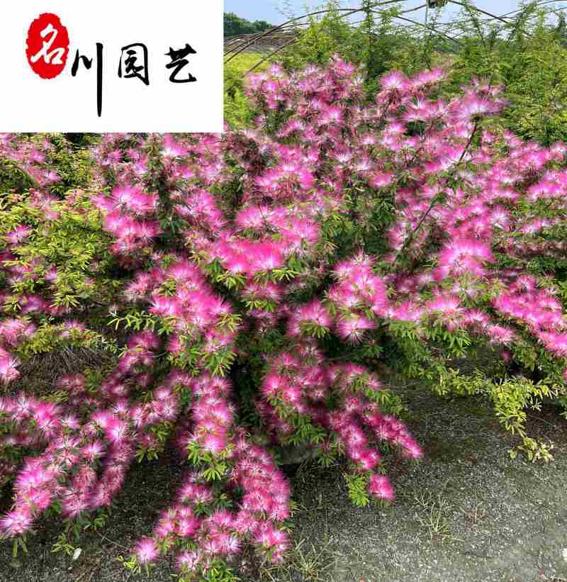 供应香水合欢杯苗工程苗香水合欢优惠价花境花坛布置