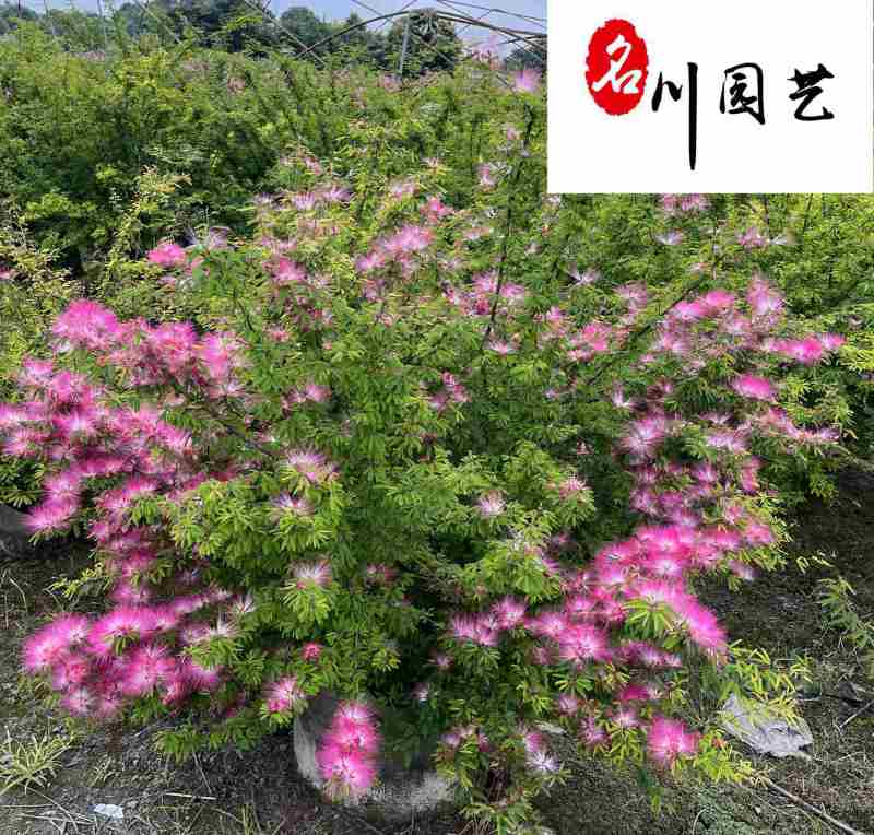 供应香水合欢杯苗工程苗香水合欢优惠价花境花坛布置