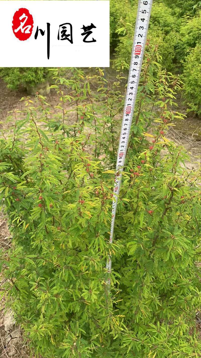 供应香水合欢杯苗工程苗香水合欢优惠价花境花坛布置