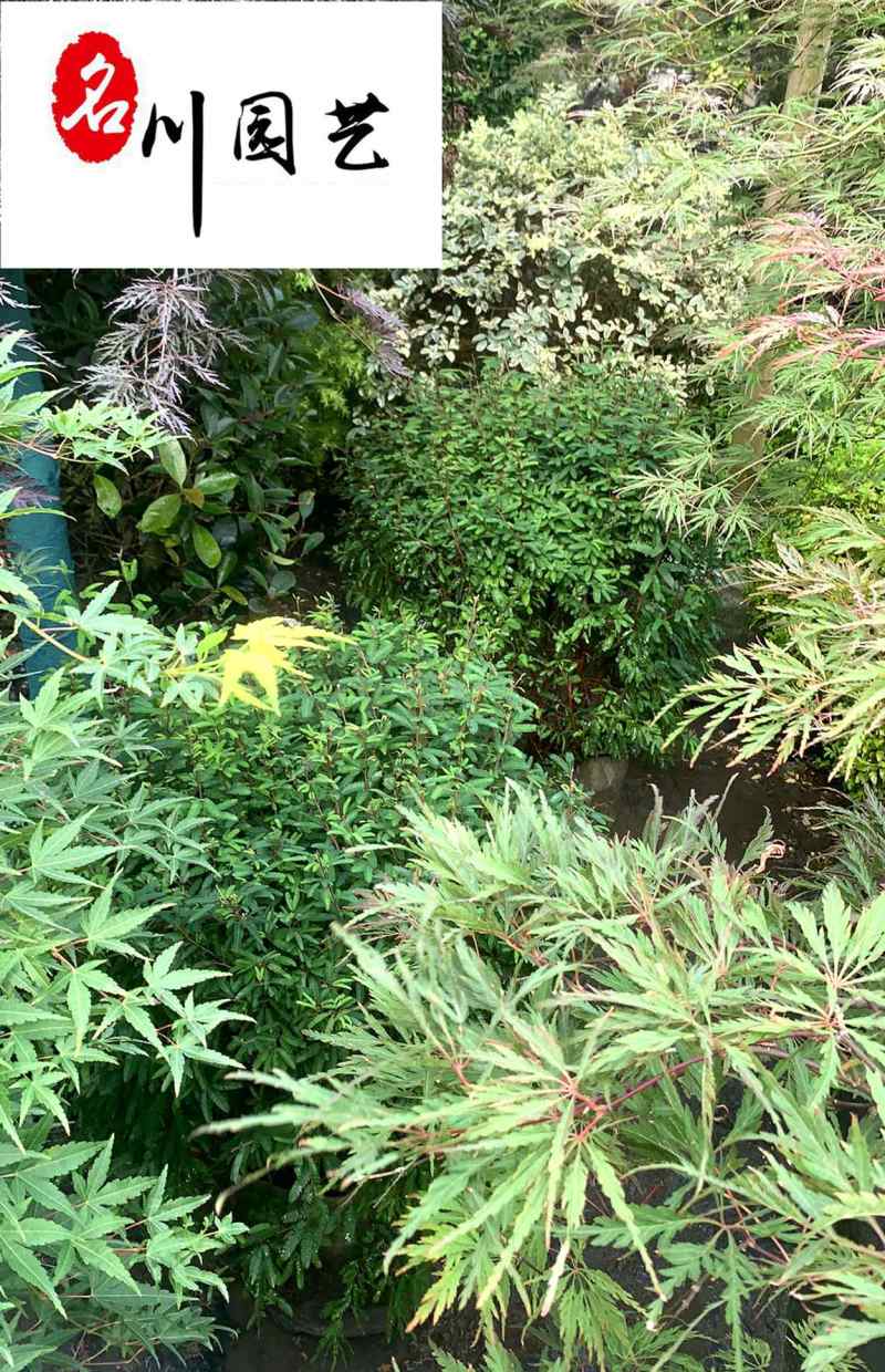 供应香水合欢杯苗工程苗香水合欢优惠价花境花坛布置