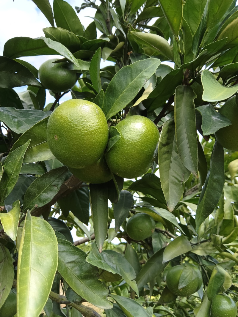 【精选】湖南特早蜜橘大量上市产地直发保质保量