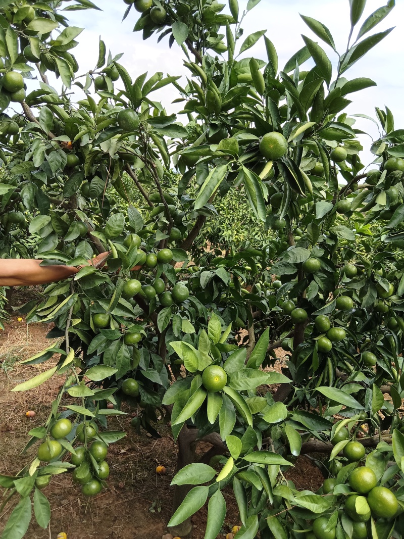 【精选】湖南特早蜜橘大量上市产地直发保质保量