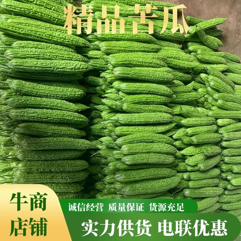山东苦瓜精品苦瓜大量供应常年诚信经营质量保证价格优惠欢迎