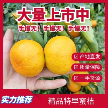 【牛代办】四川蜜桔特早蜜桔货源充足欢迎来电咨询诚信报价