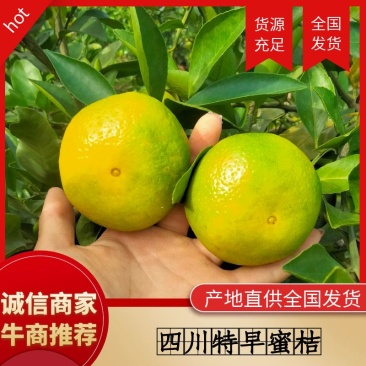 【精选】四川特早蜜橘果面干净皮薄大量有货供电商市场货源