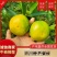 【精选】四川特早蜜橘果面干净皮薄大量有货供电商市场货源