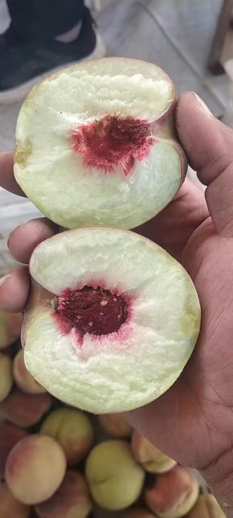 青州蜜桃离核毛桃全红蜜山东毛桃货源稳定欢迎致电