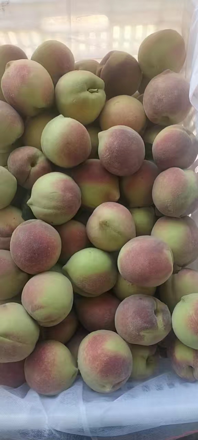 青州蜜桃离核毛桃全红蜜山东毛桃货源稳定欢迎致电