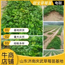 优质草莓苗山东甜宝草莓苗，基地供货根系发达成活率高电联