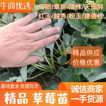 红颜草莓苗丹东久久草莓苗草莓种苗穴盘苗裸根苗基地发货