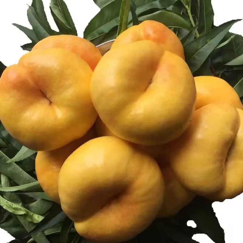 【精品】山东黄金蟠桃甜度高果型好产地直供量大从优