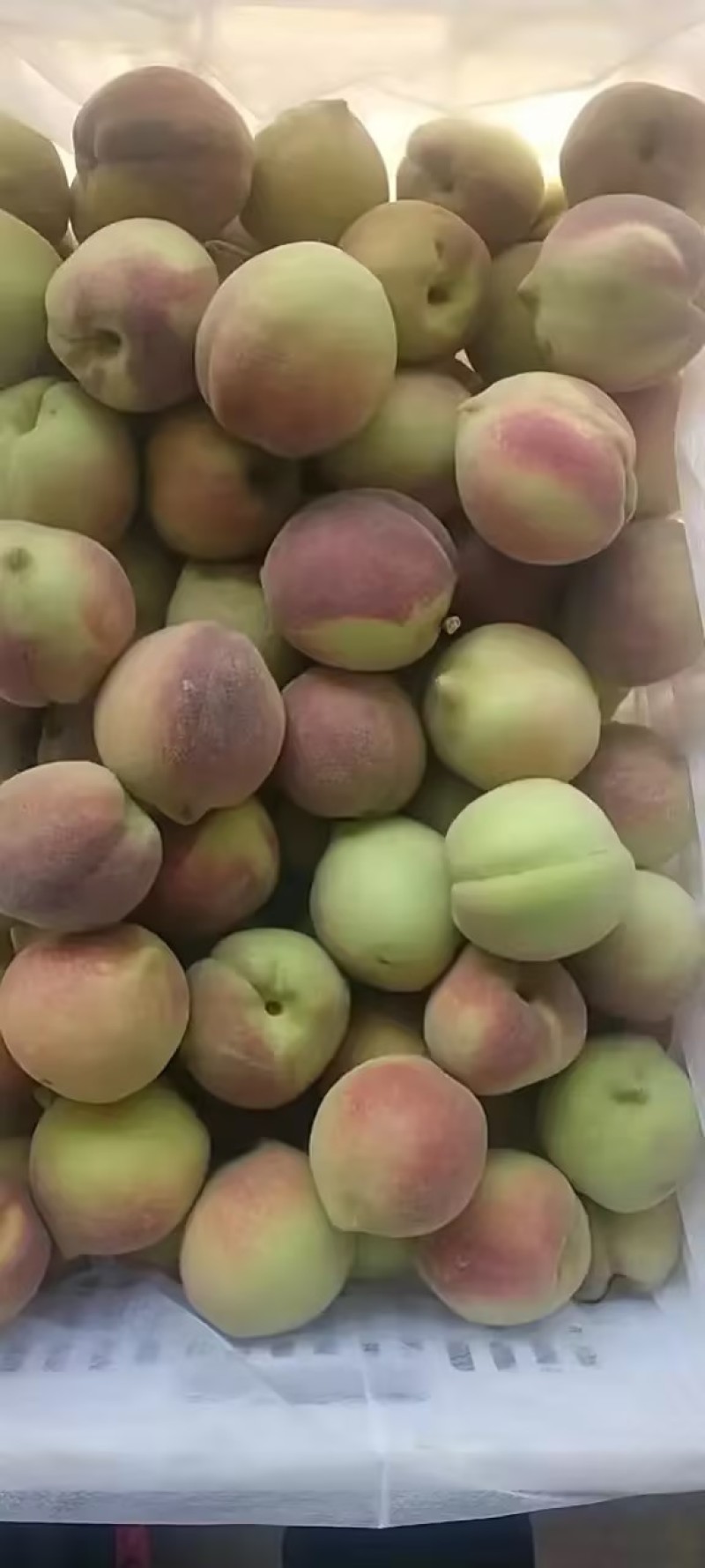 青州蜜桃离核毛桃全红蜜山东毛桃货源稳定欢迎致电