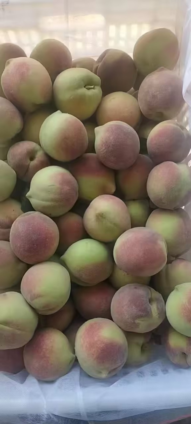 青州蜜桃离核毛桃全红蜜山东毛桃货源稳定欢迎致电