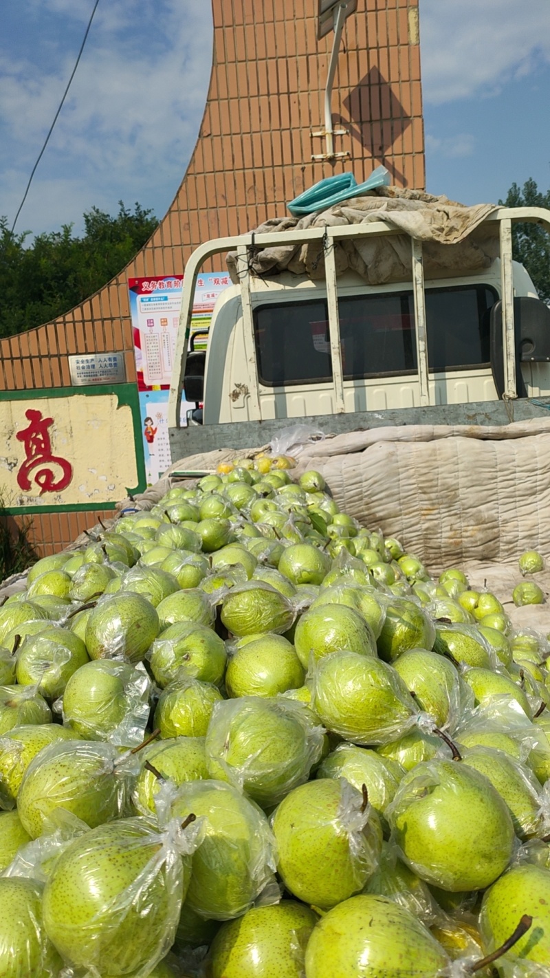 鸭梨精品上市货源充足，味道鲜甜，欢迎各位老板订购