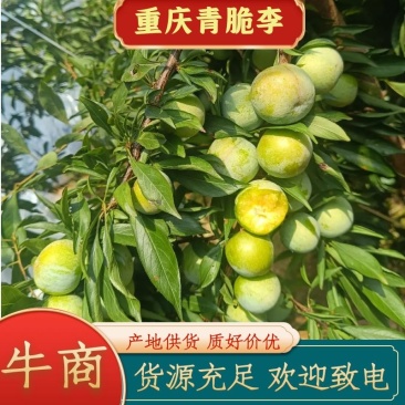 重庆奉节铁头晚熟青脆李开始上市了，个头大，品质好，电联