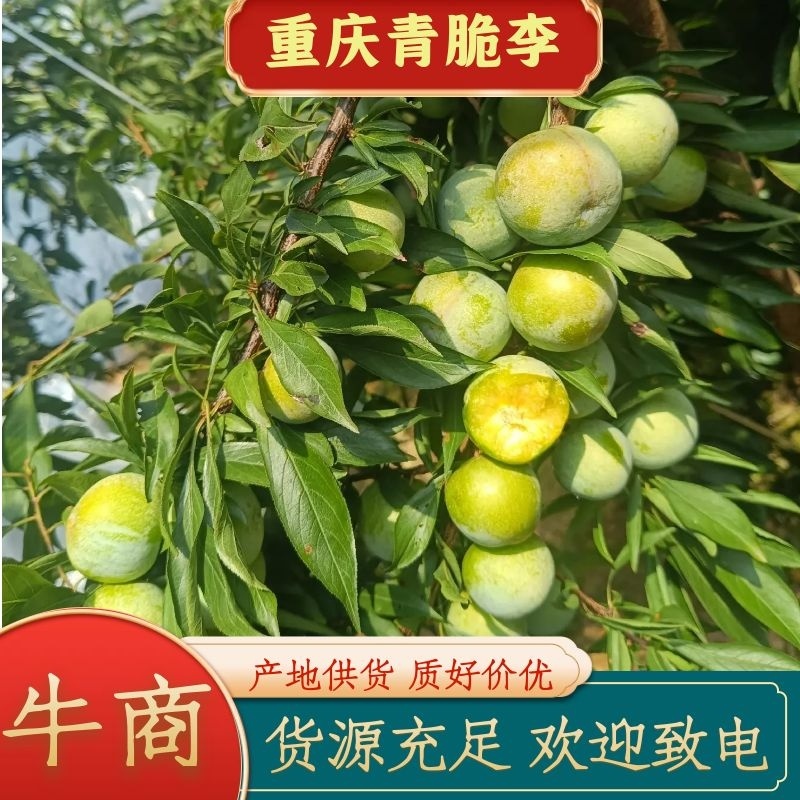 重庆奉节铁头晚熟青脆李开始上市了，个头大，品质好，电联