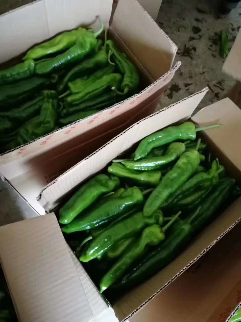 精品泡椒/对接/电商/批发商/大型超市，产地直发。