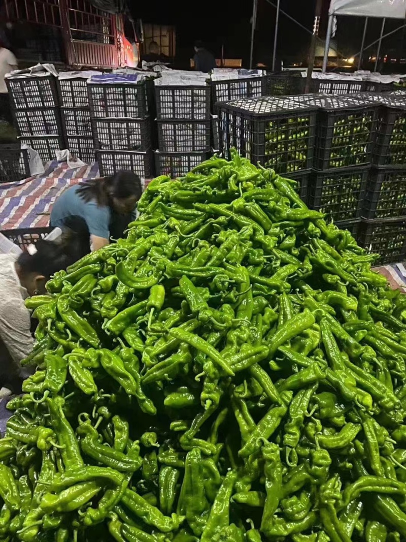 精品泡椒/对接/电商/批发商/大型超市，产地直发。