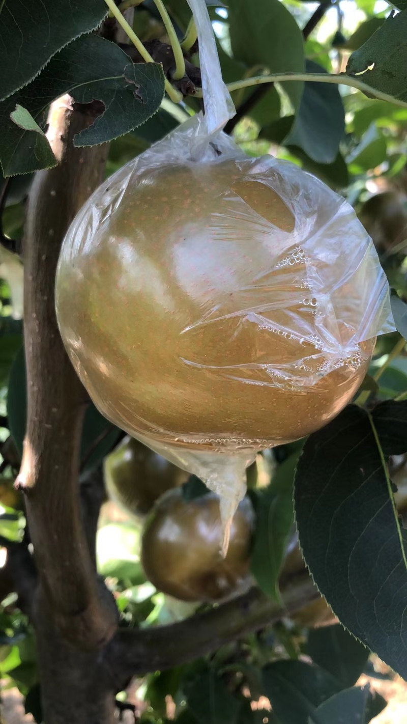 江苏黄花梨大量上市黄花梨产地直发欢迎订购