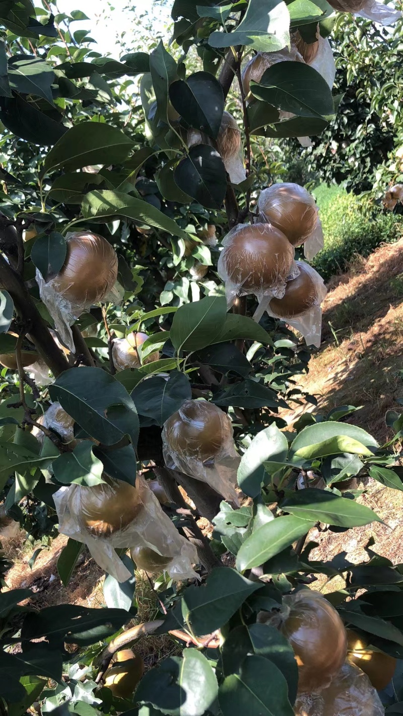 江苏黄花梨大量上市黄花梨产地直发欢迎订购