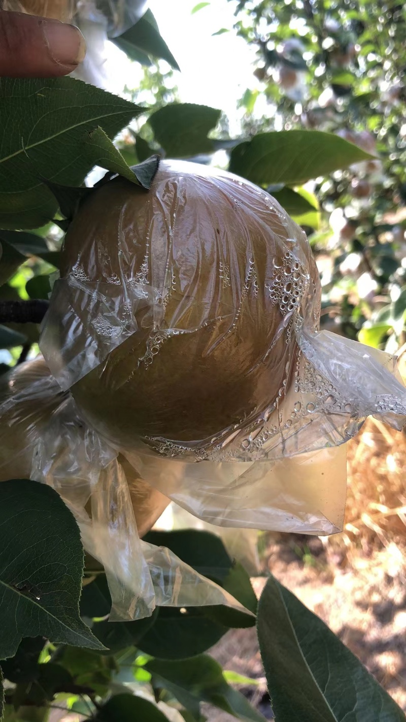 江苏黄花梨大量上市黄花梨产地直发欢迎订购