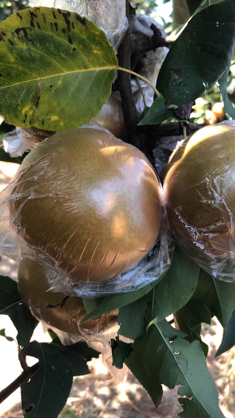 江苏黄花梨大量上市黄花梨产地直发欢迎订购