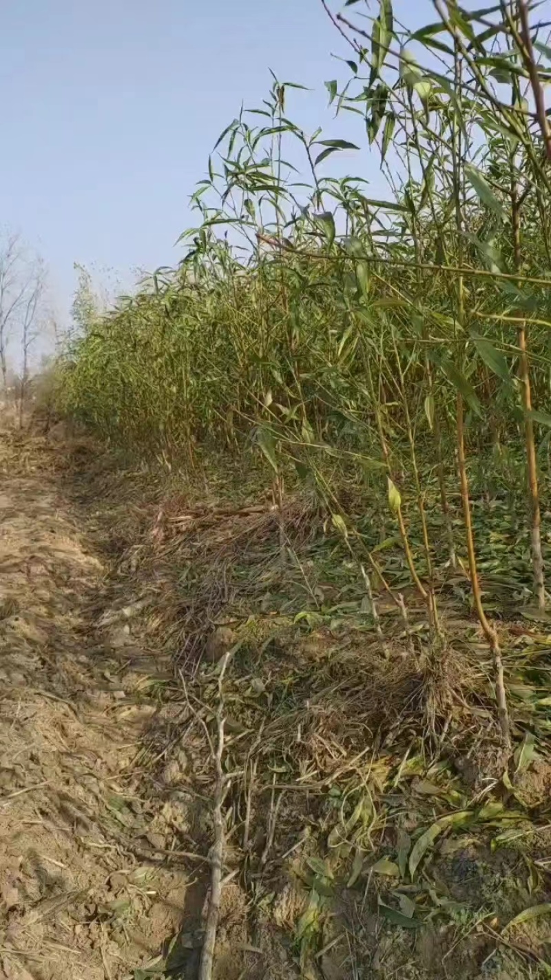桃树苗黄桃苗，白桃苗，油桃苗，毛桃苗，蟠桃苗大量出货中