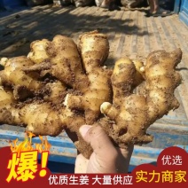 【生姜】河北优质大黄姜一手货源电商供代发全国欢迎咨询