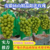 安徽砀山精品阳光玫瑰新鲜葡萄实力代办果园直采