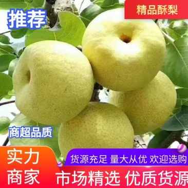 砀山酥梨精品酥梨产地发货中间无差价值得信赖