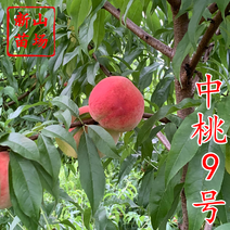 中桃9号桃苗新品种优质早熟中桃九号白桃毛桃子树苗品种