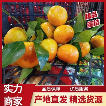 【推荐代】湖北蜜桔产地一手货源可视频看货代发全国