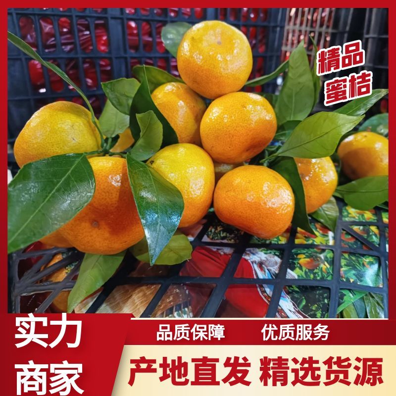 【推荐代】湖北蜜桔产地一手货源可视频看货代发全国