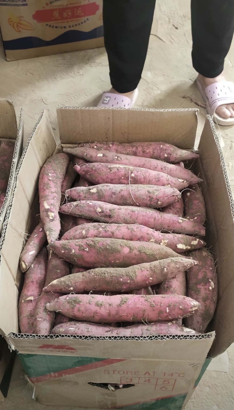 【热卖】红薯大荔板栗红薯大量上市对接电商批发商