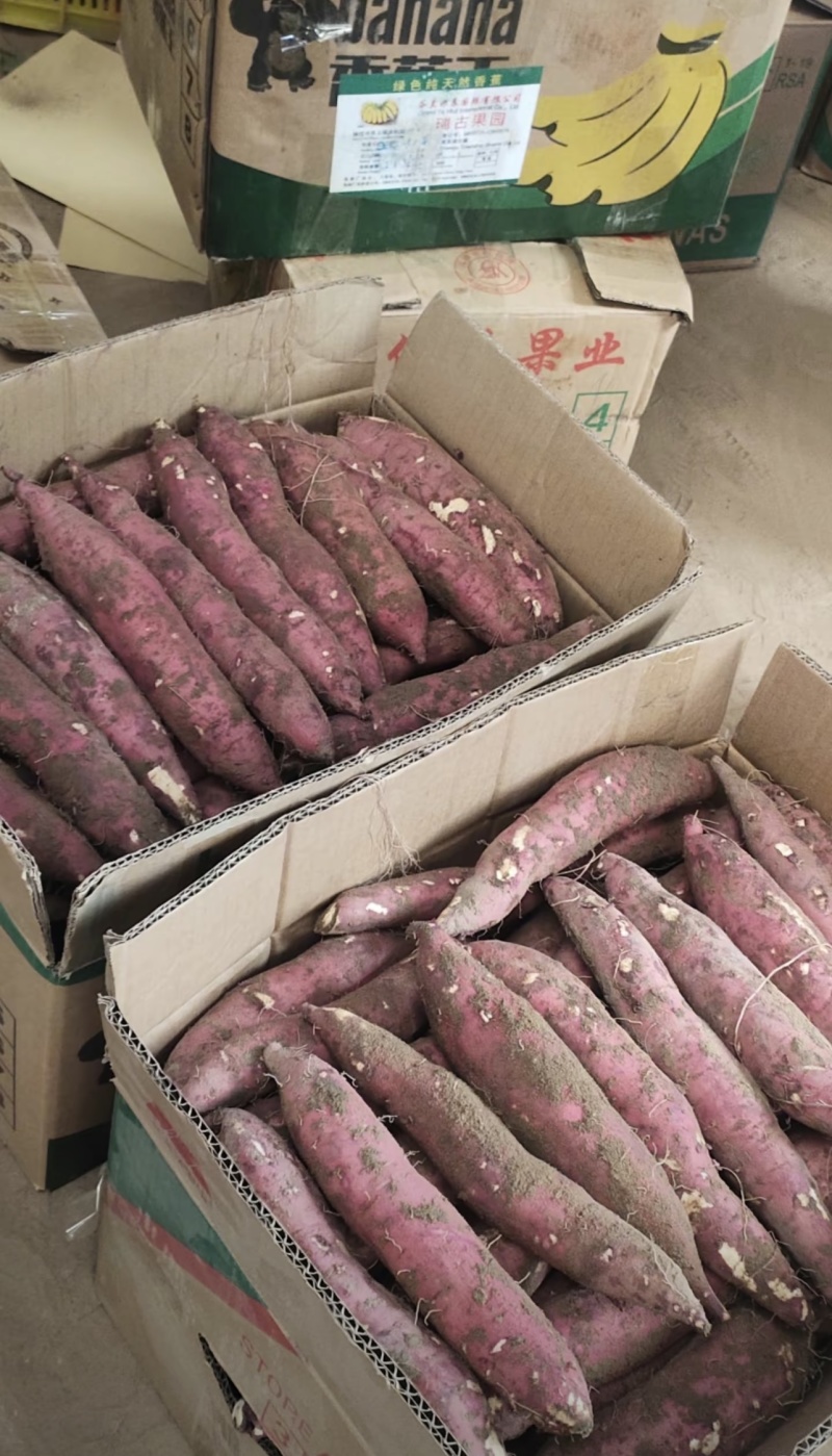 【热卖】红薯大荔板栗红薯大量上市对接电商批发商