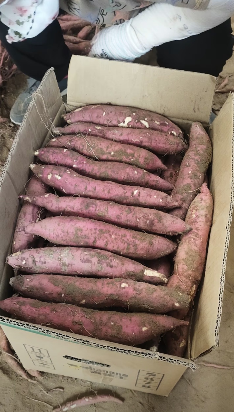 【热卖】红薯大荔板栗红薯大量上市对接电商批发商