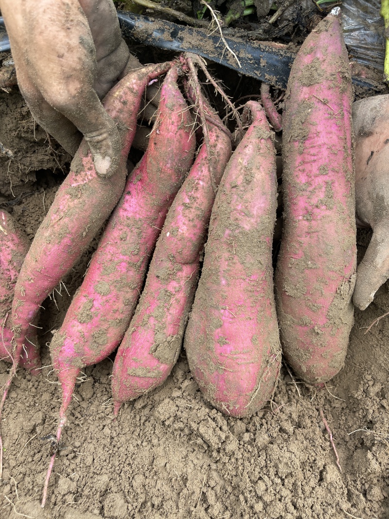 【热卖】红薯大荔板栗红薯大量上市对接电商批发商