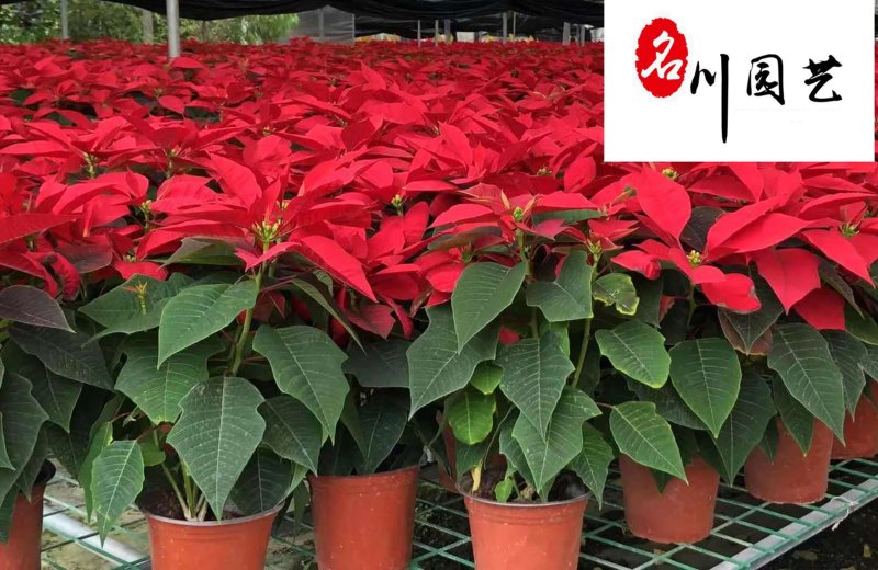 基地直供一品红四川花卉租赁室内盆栽绿植节庆租摆花卉