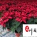基地直供一品红四川花卉租赁室内盆栽绿植节庆租摆花卉